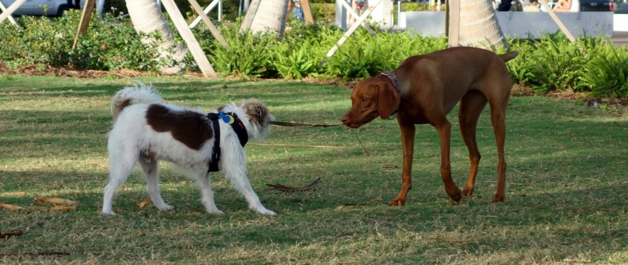 Pet Friendly Condos in Miami Beach