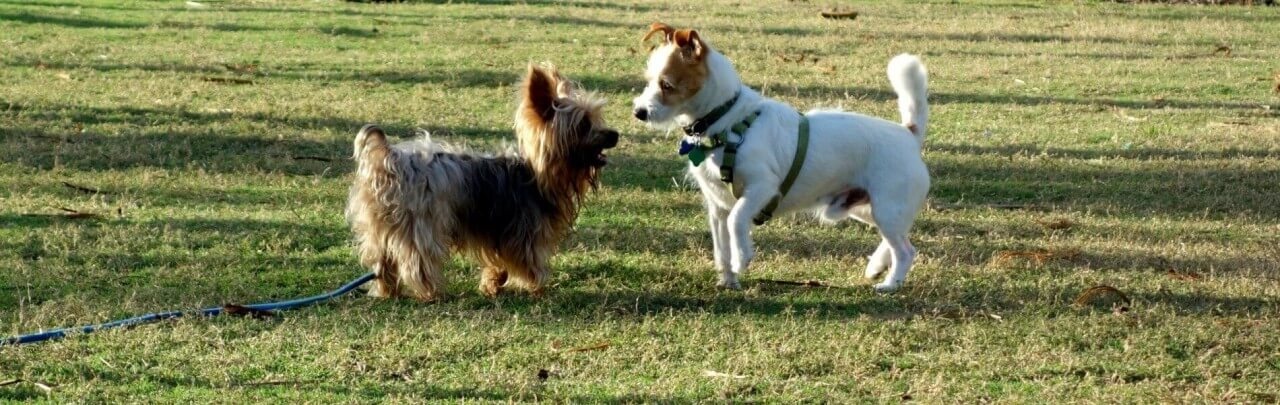 Dog Parks in Miami Beach