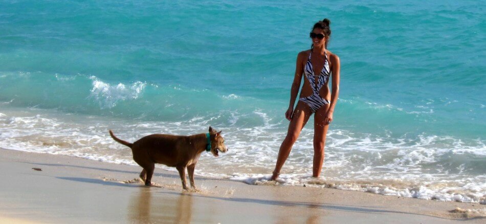 Miami Beach Dog Friendly Beach